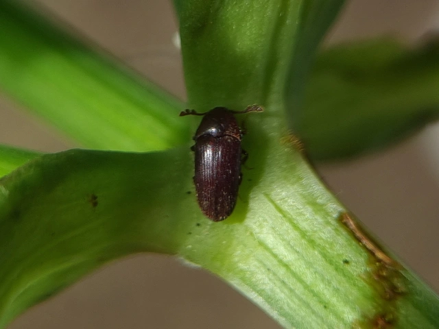 Throscidae - merevbogárfélék
