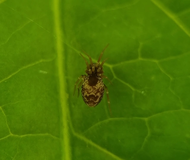 Dictynidae - hamvaspókok
