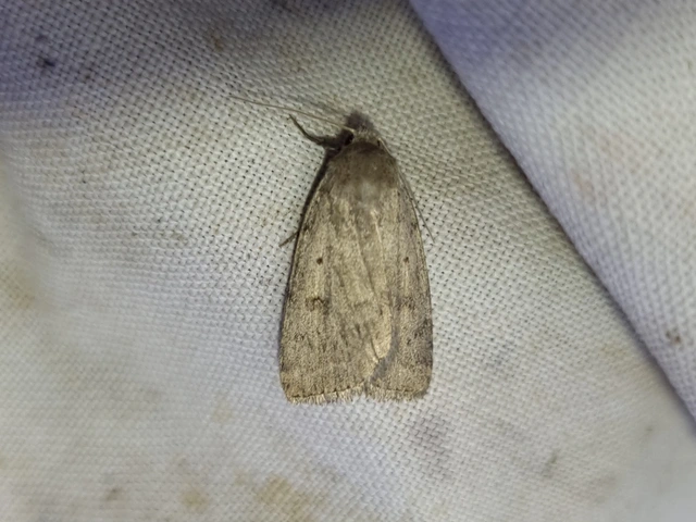 Athetis gluteosa - nyugtalan lápibagoly