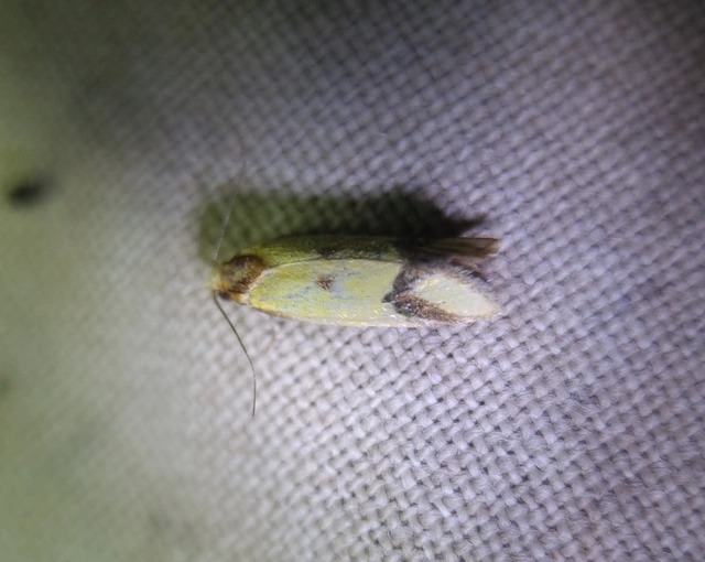 Agapeta zoegana - barnacsíkos sárgamoly