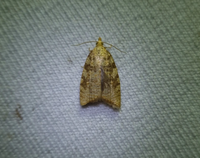 Aleimma loeflingiana - tölgylevél-sodrómoly Aleimma loeflingiana - tölgylevél-sodrómoly