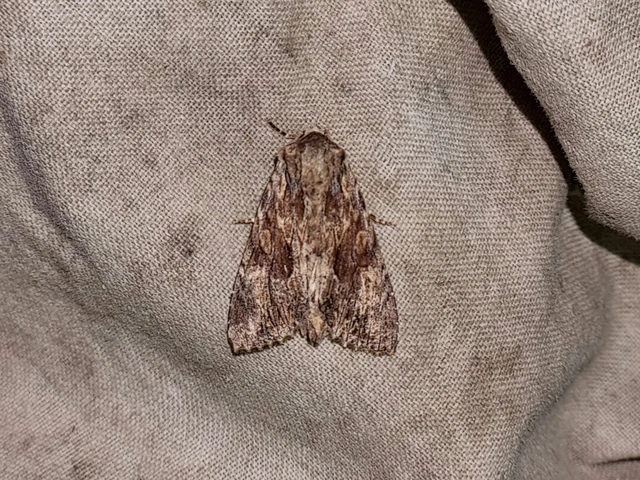 Apamea monoglypha - nagy dudvabagoly