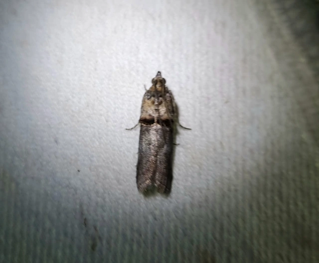 Trachonitis cristella - bokorrágó karcsúmoly