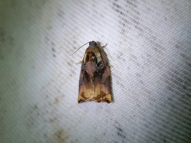Archips podana - dudvarágó sodrómoly