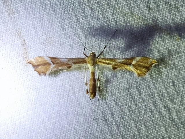 Cnaemidophorus rhododactyla - rózsabogyó-tollasmoly