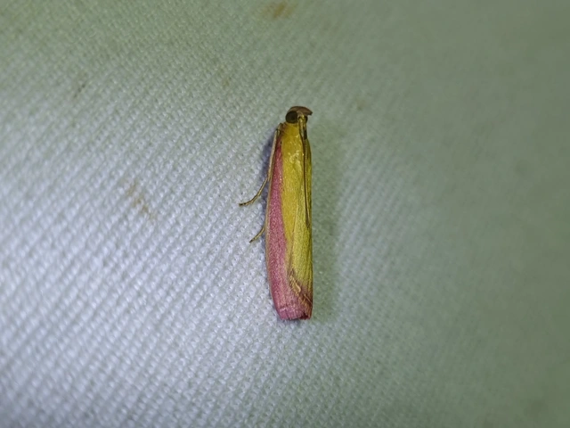 Oncocera semirubella - lucernamoly