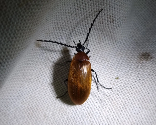 Pseudocistela ceramboides - narancssárga alkonybogár