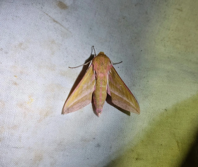 Deilephila elpenor - szőlőszender