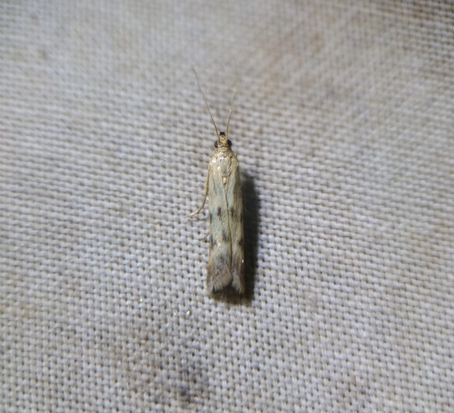 Homoeosoma sinuella - agyagsárga karcsúmoly