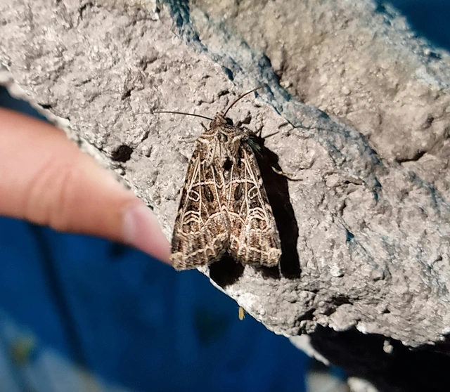 Heliophobus reticulata - fehéreres kertibagoly