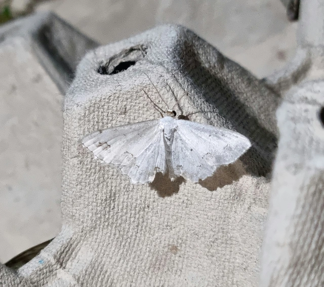 Scopula ornata - díszes fehéraraszoló