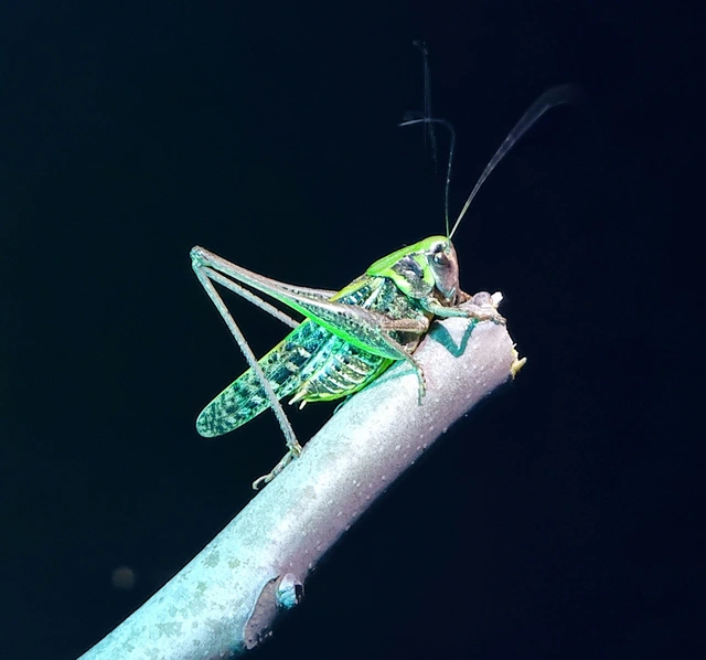 Decticus verrucivorus - szemölcsevő szöcske