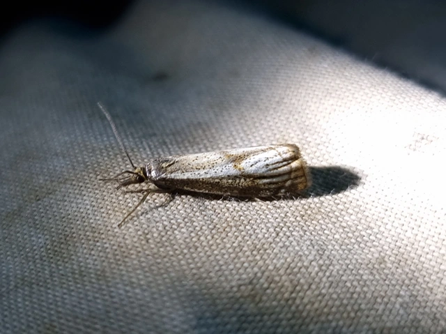 Thisanotia chrysonuchella - tavaszi fűgyökérmoly