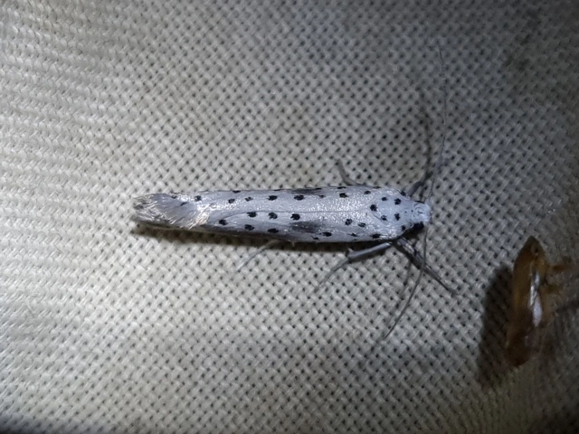 Yponomeuta irrorella - pókhálós kökénymoly
