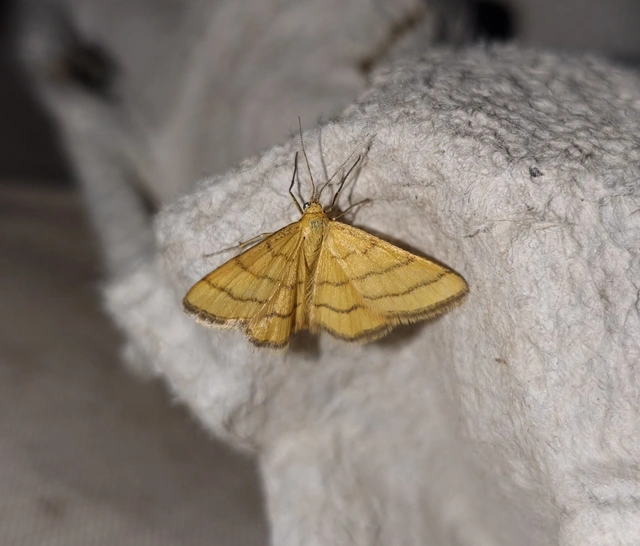 Idaea aureolaria - aranyos sávosaraszoló