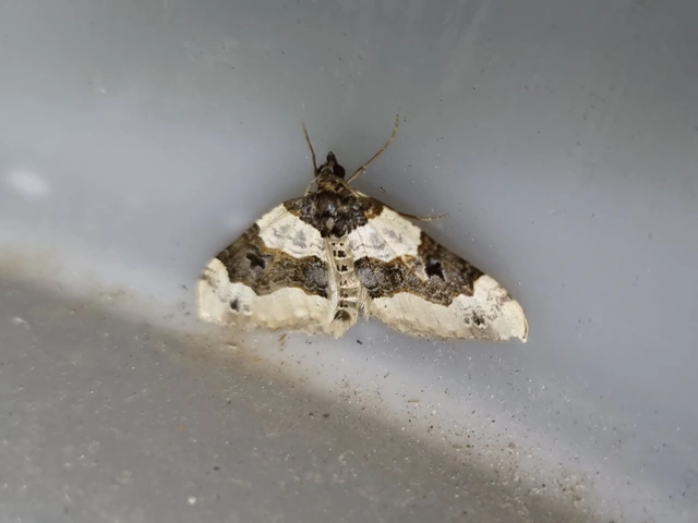 Cosmorhoe ocellata - szemes galajaraszoló