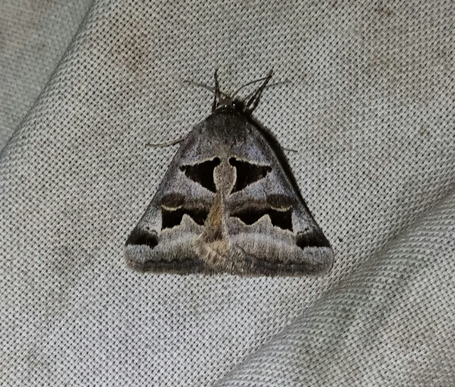 Gonospileia triquetra - kakukkfű-nappalibagoly