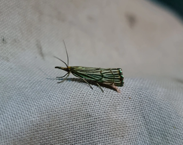 Chrysocramboides craterella - rácsos fűgyökérmoly