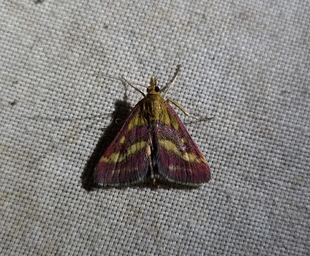 Pyrausta ostrinalis - ritka bíbormoly