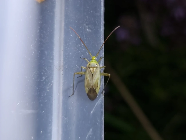 Adelphocoris lineolatus - lucernapoloska