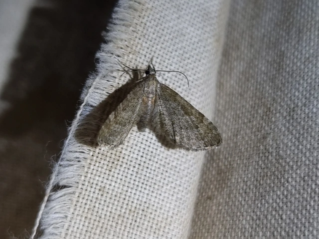 Eupithecia haworthiata - rozsdástestű törpearaszoló