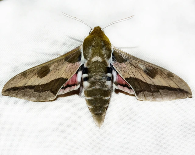 Hyles euphorbiae - kutyatejszender