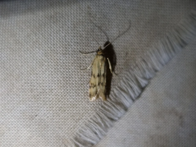 Homoeosoma sinuella - agyagsárga karcsúmoly