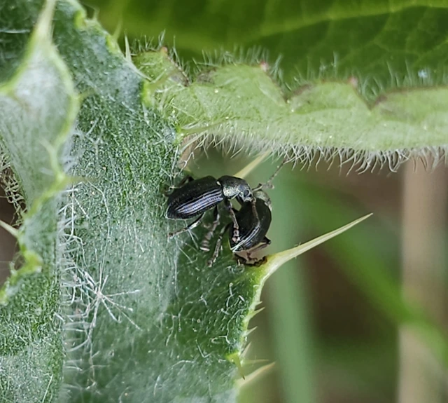 Phyllobius viridicollis - zömöklevélormányos