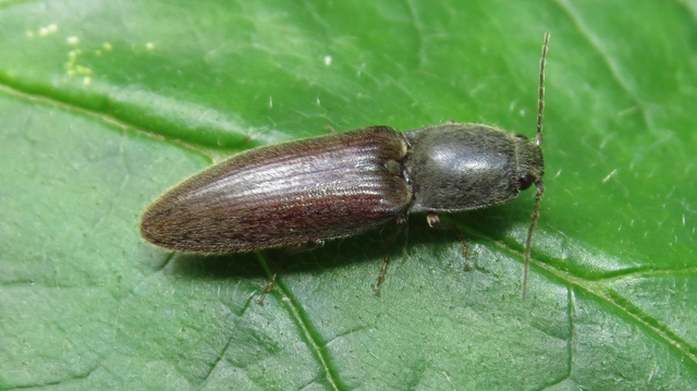 Athous haemorrhoidalis - szurkos pattanó