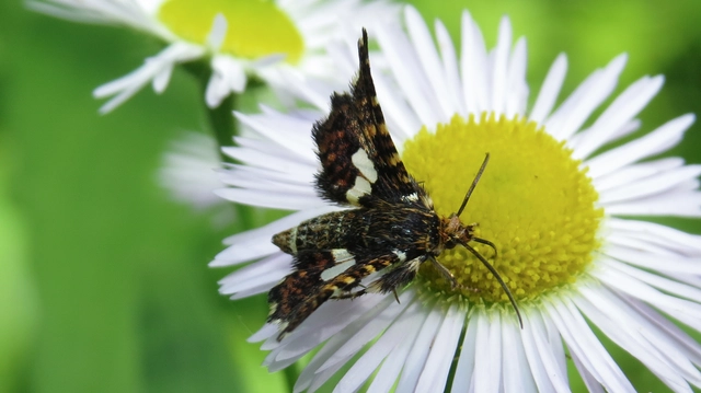 Thyris fenestrella - gyakori ablakosmoly