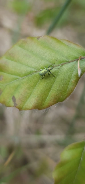 Phyllobius argentatus - ezüstös levélormányos