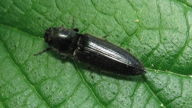 Hemicrepidius hirtus - borzas pattanó