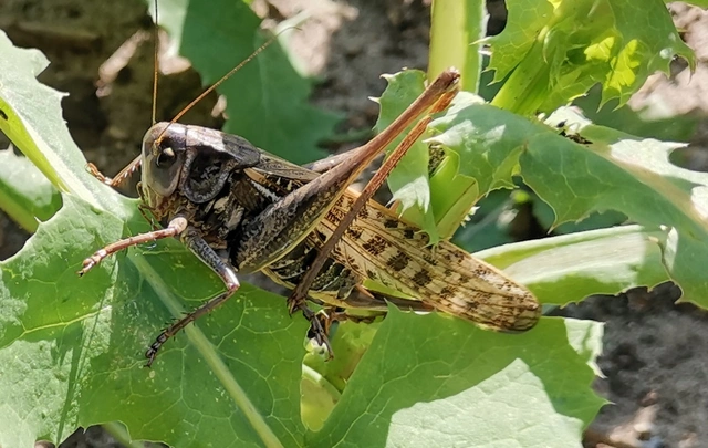 Decticus verrucivorus - szemölcsevő szöcske