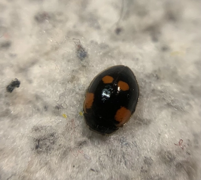 Adalia bipunctata - kétpettyes katica