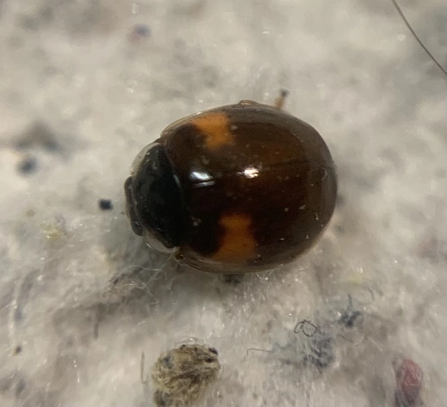 Adalia decempunctata - tízpettyes katica