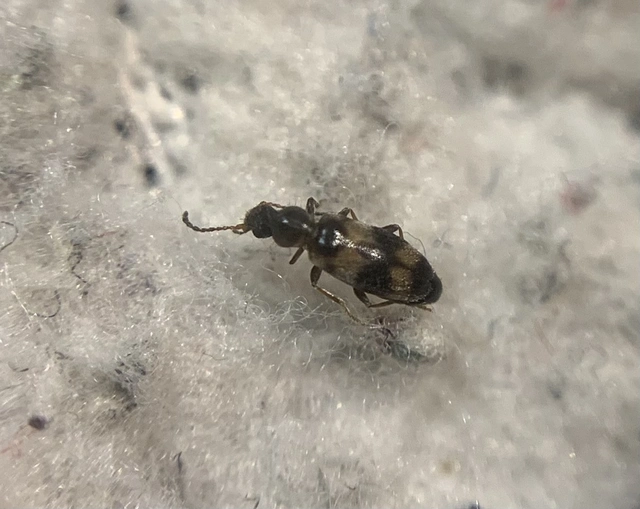 Notoxus trifasciatus - szalagos nyakszarvúbogár