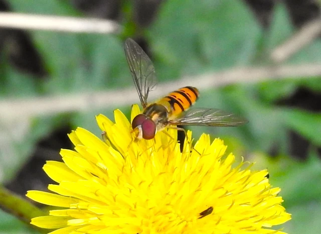 Episyrphus balteatus - ékfoltos zengőlégy