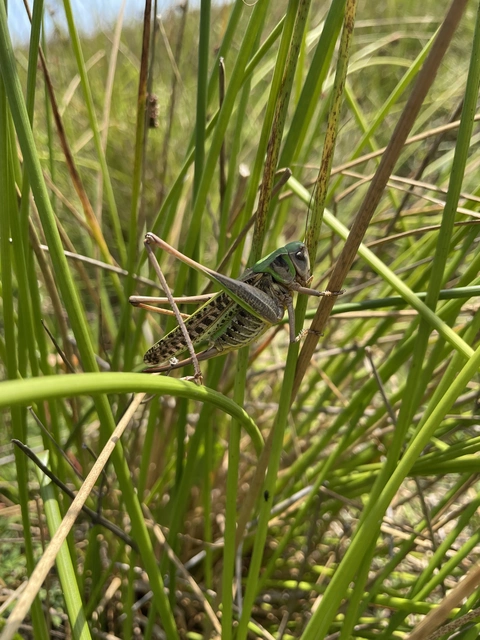 Decticus verrucivorus - szemölcsevő szöcske