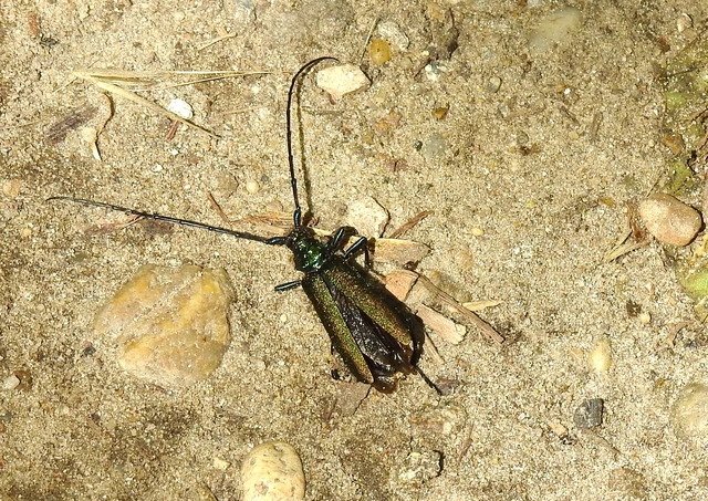 Aromia moschata - pézsmacincér