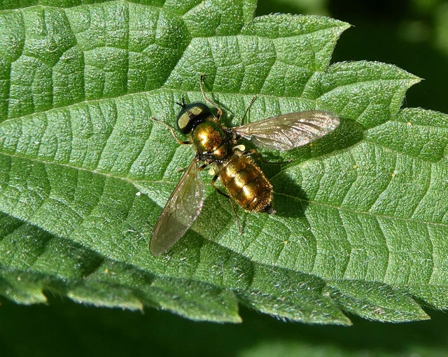 Chloromyia formosa - közönséges fémeslégy