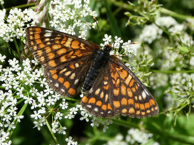Euphydryas maturna - díszes tarkalepke