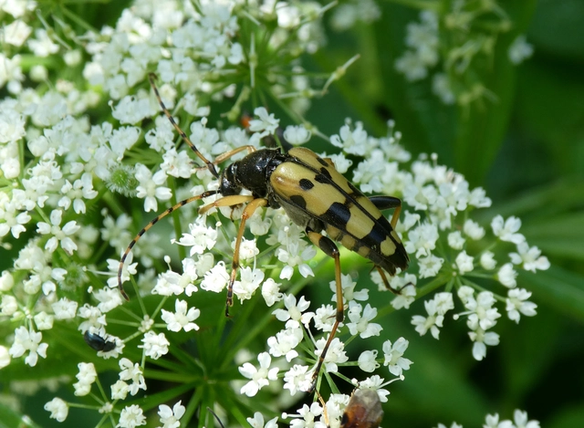 Rutpela maculata - tarkacsápú karcsúcincér