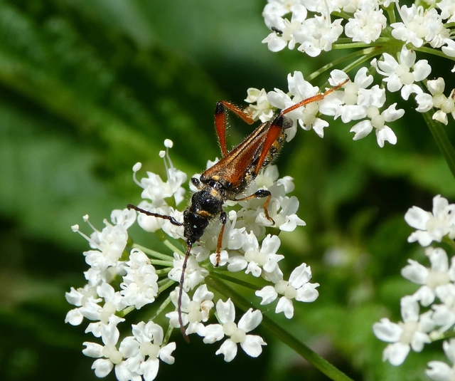Stenopterus rufus - tarkacsápú keskenyfedőscincér