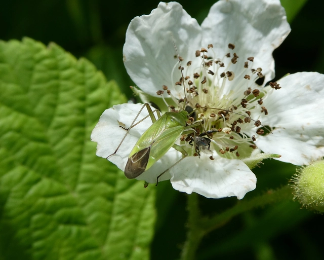 Calocoris affinis