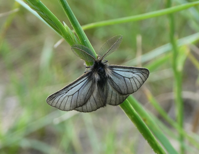 Pentophera morio - réti gyapjaslepke