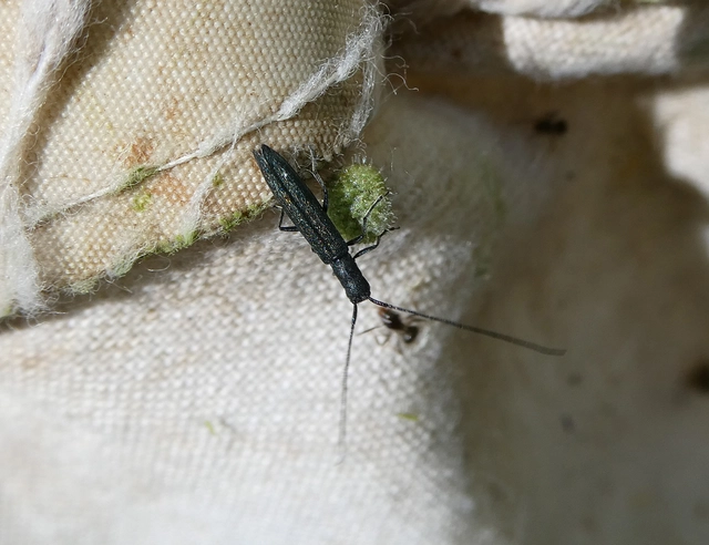 Theophilea subcylindricollis - hengeres szalmacincér Theophilea subcylindricollis - hengeres szalmacincér