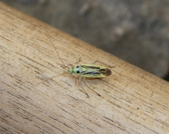Stenotus binotatus - kétfoltos mezeipoloska