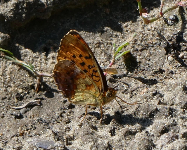 Brenthis daphne - málna-gyöngyházlepke