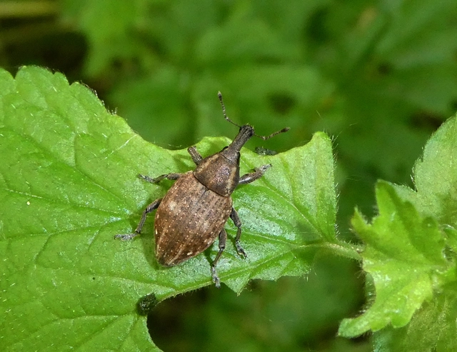 Lepyrus capucinus - pettyes fűzormányos