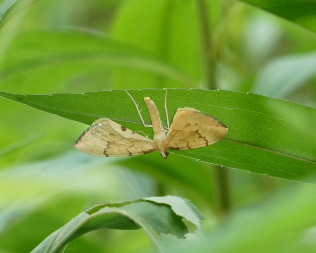 Eulithis pyraliata - sárga galajaraszoló